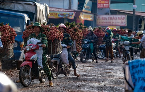 HÀNH TRÌNH QUẢ VẢI